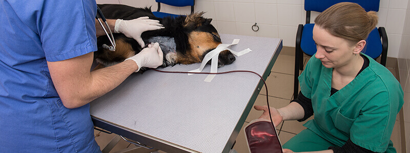 A dog laying on a table receiving a blood transfusion