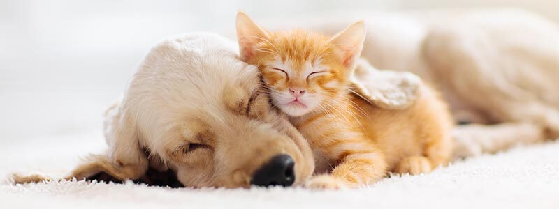 A kitten and a puppy taking a nap together