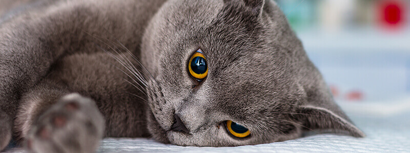 A cat laying on a table