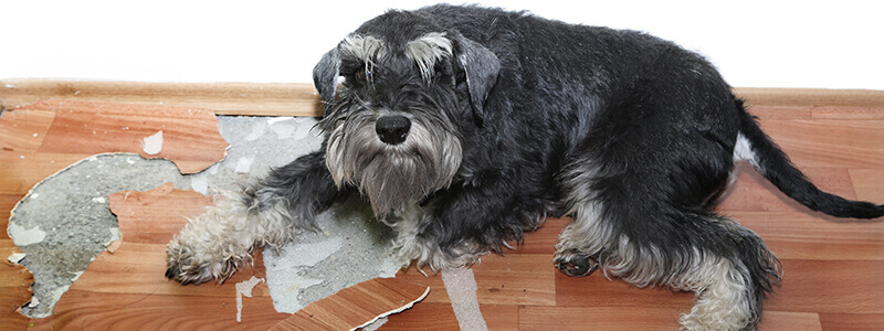 A guilty looking dog and a chewed wooden floor