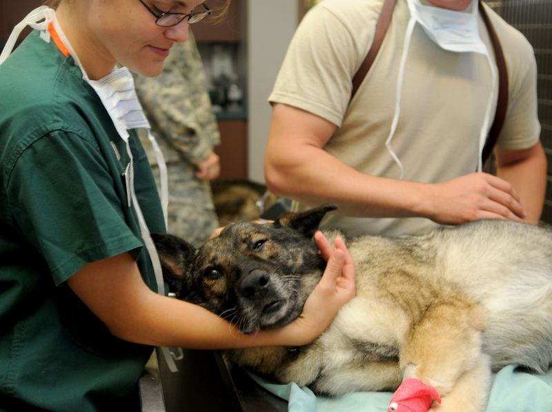 A dog being taken care of by two veterinary technicians