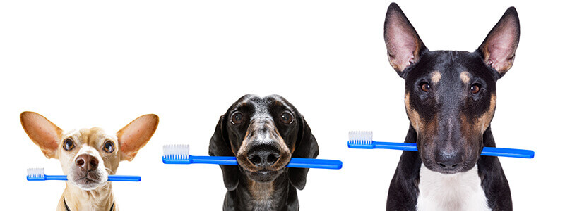 Three dogs holding toothbrushes in their mouths