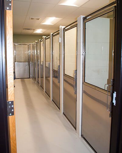 A hallway with individual dog kennels along the side