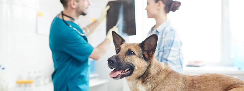 A dog while a vet and the dog's owner review an xray image