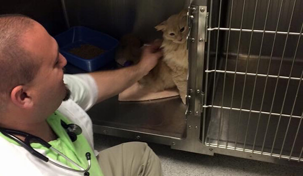 A veterinarian putting a cat who is in a cage