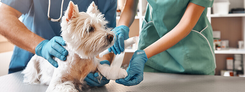 A dog on a table with a bandage on its leg