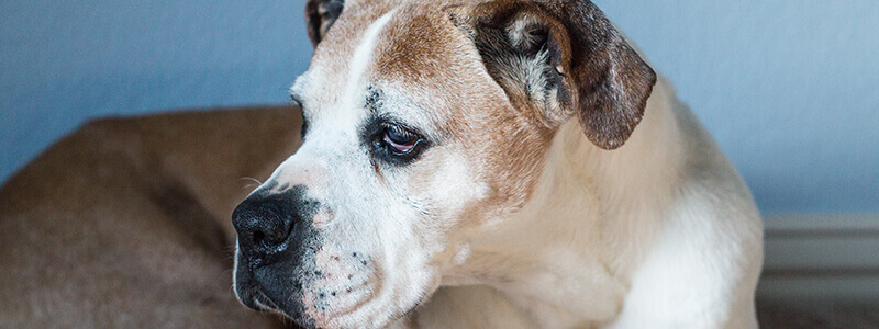Veterinary Hospice and Euthanasia An old dog laying down