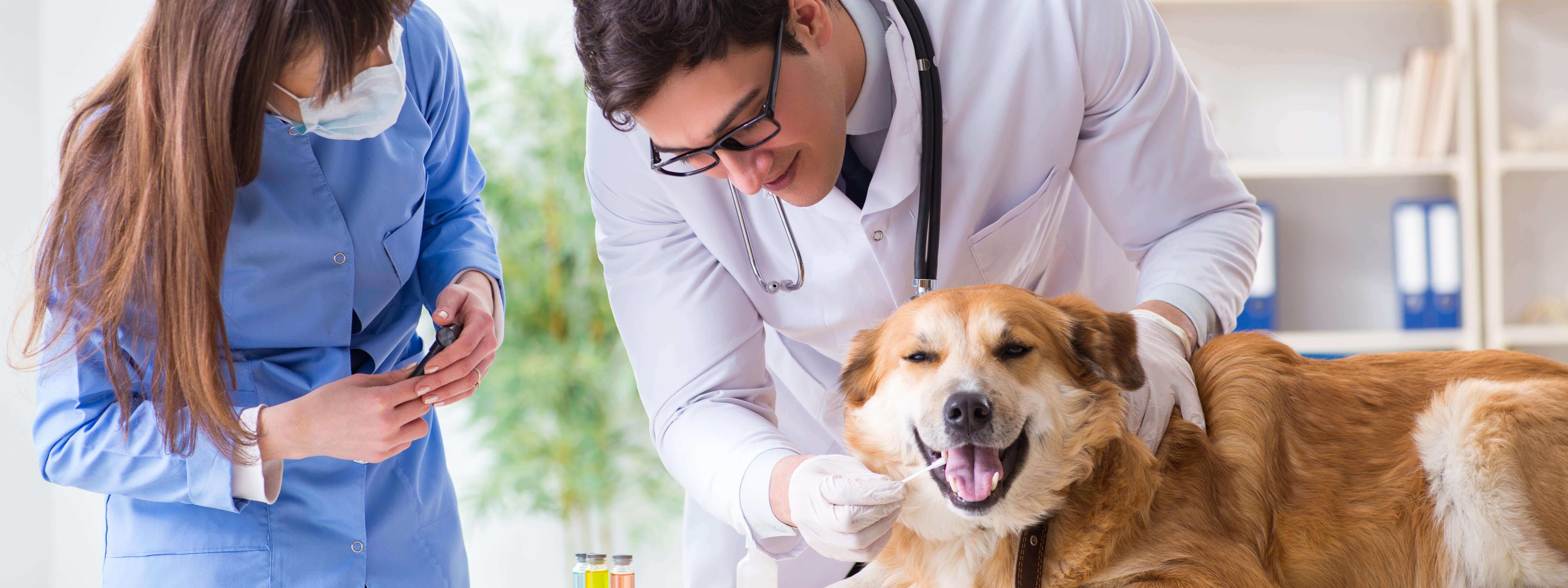 A dog getting its mouth swabbed by a vet