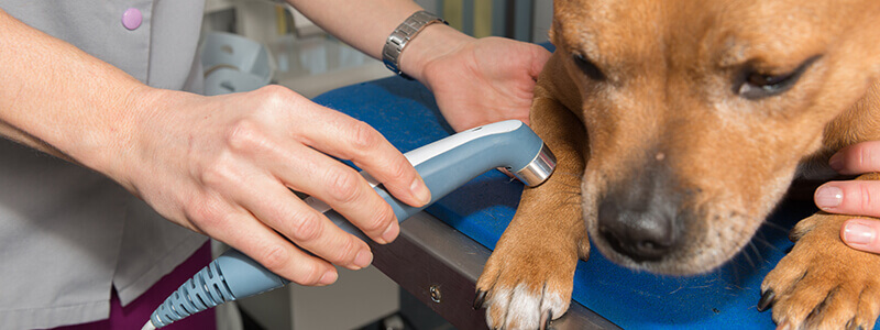 A dog laying on a table receiving laser therapy treatment 