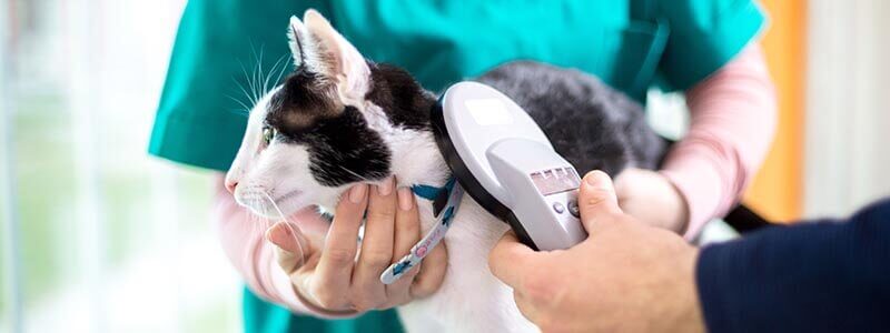 A cat being scanned for a microchip