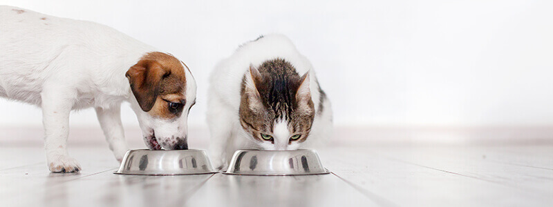 A dog and cat eating side by side out of bowls