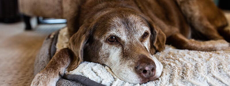 An old dog laying on a dog bed