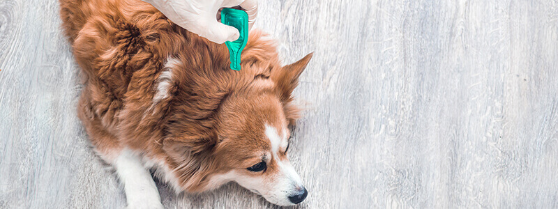 Parasite Prevention and Control Services A dog laying on its stomach receiving a parasite prevention treatment