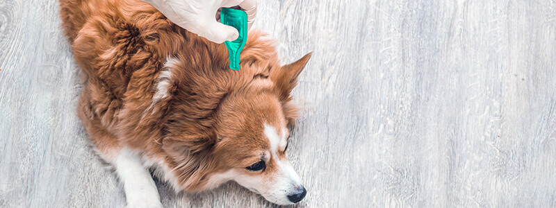 A dog laying on its stomach receiving a parasite prevention treatment