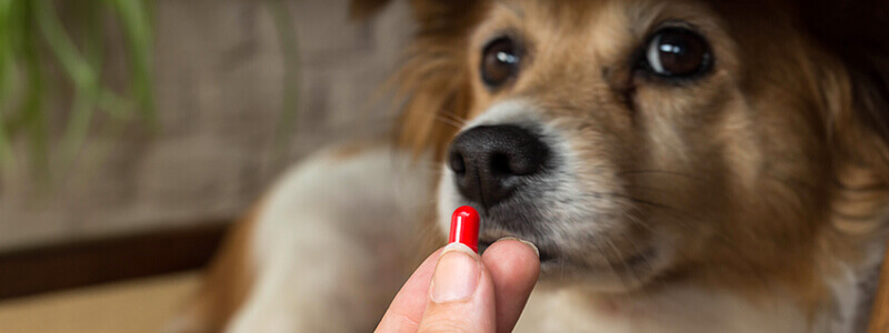A dog being presented with a pill