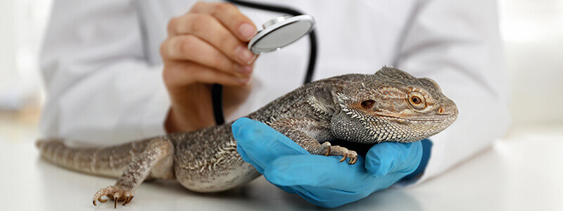 An iguana being examined by a vet