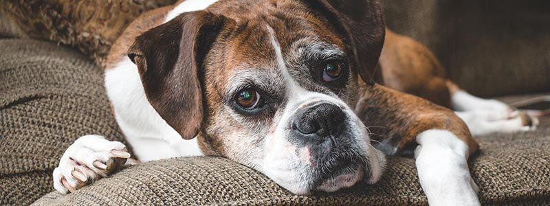 An older dog laying on a couch