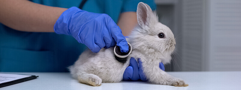 A rabbit being examined by a vet