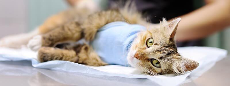 A cat in a surgery gown laying on its side on a treatment table