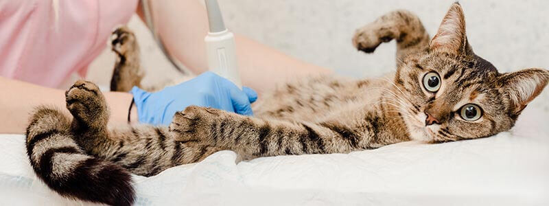 A cat receiving an ultrasound