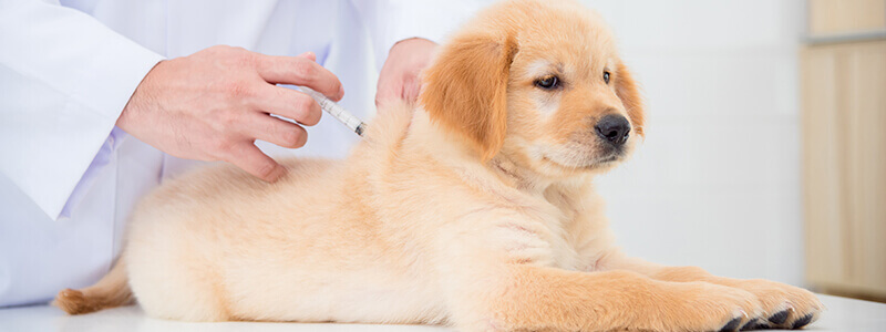 A puppy receiving a shot