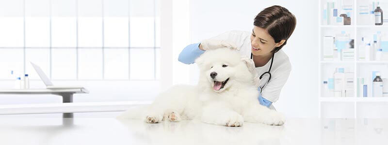 A dog being examined by a vet